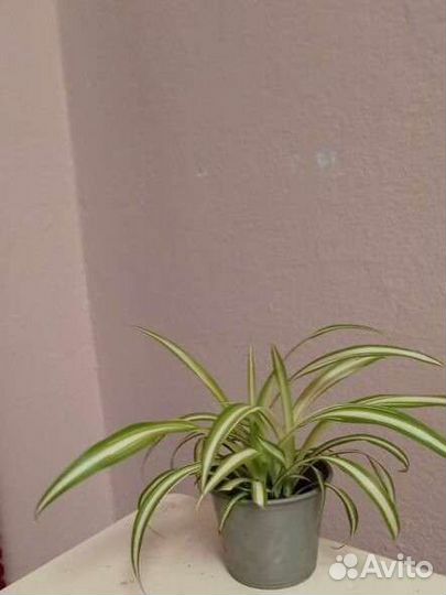 Хлорофитум