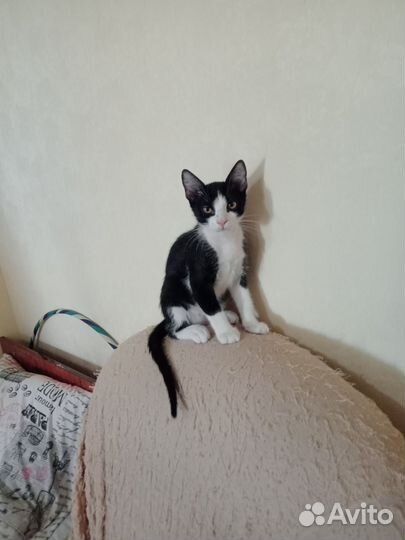 Котята ищут добрых хозяев