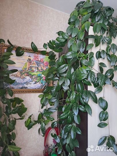 Хойя восковая