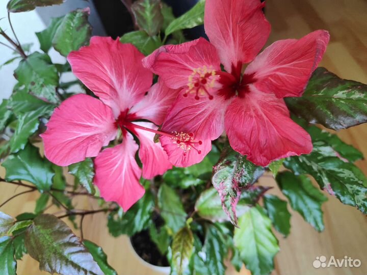 Гибискус купера вариегантный