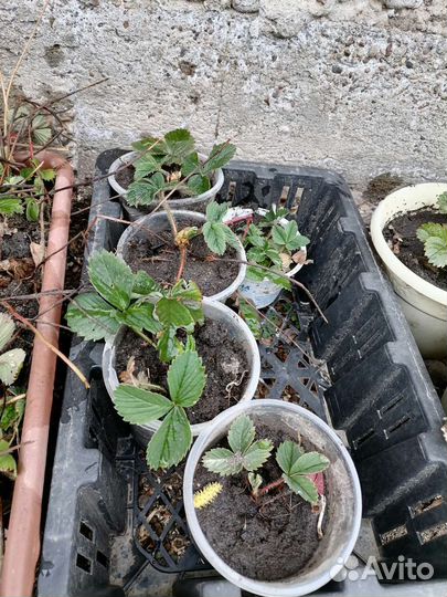 Рассада клубники не ремонтантная