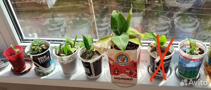 Банан Киевский карлик