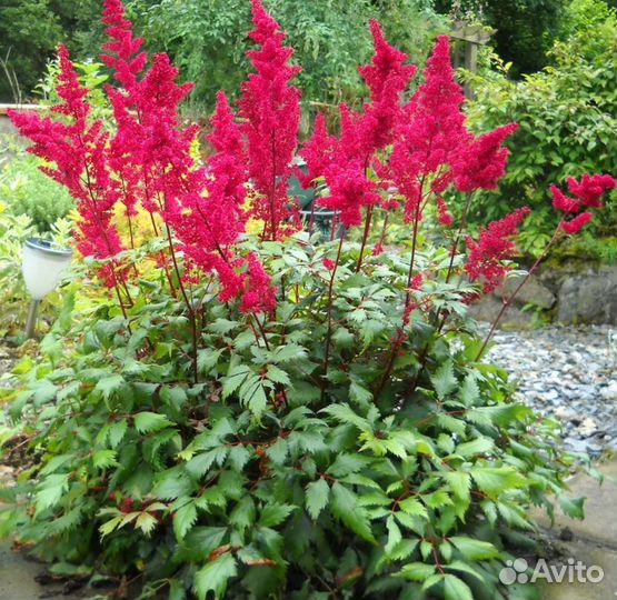 Гейхера, астильба, лилейник, почвопокровные