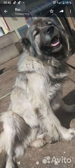 В добрые руки