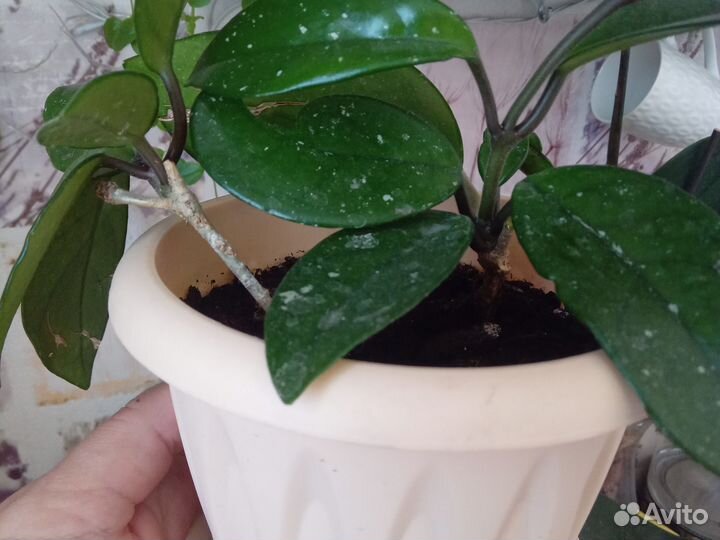 Хойя. Восковой плющ