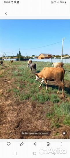 Коровы быки, телки,телята