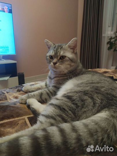 Коты для вязки