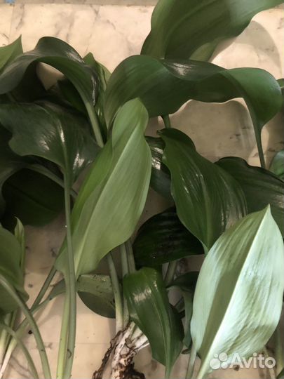 Эухарис амазонская лилия