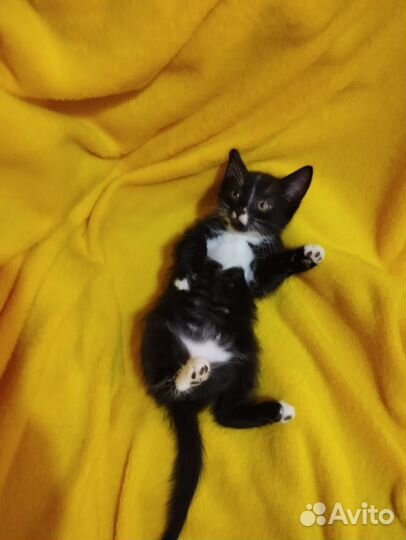 Котёнок ищет дом