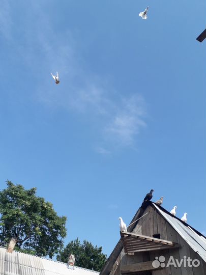 Голуби бакинцы классика, шейки, пёрые