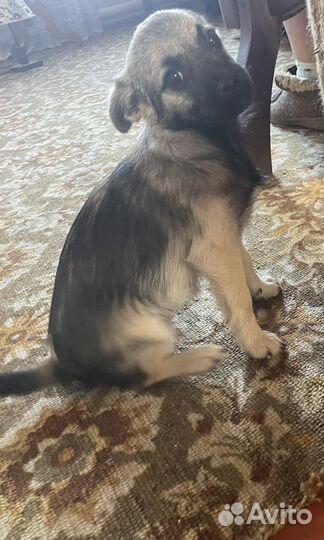 Щенок в добрые руки дворняжка