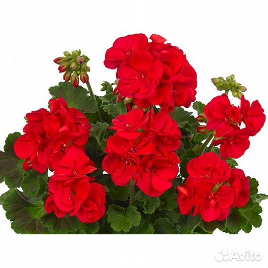 Домашние цветы