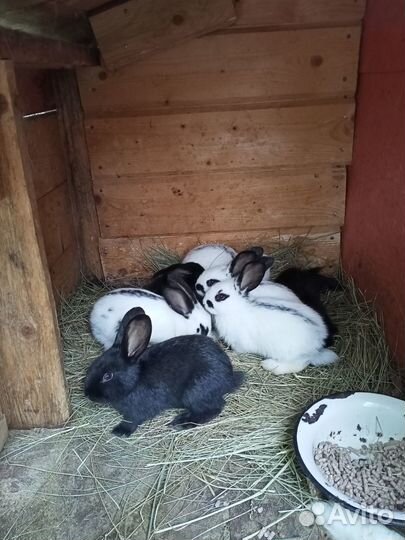 Продам кроликов : белый панон, строкач, бабочка
