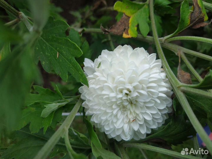 Хризантемы