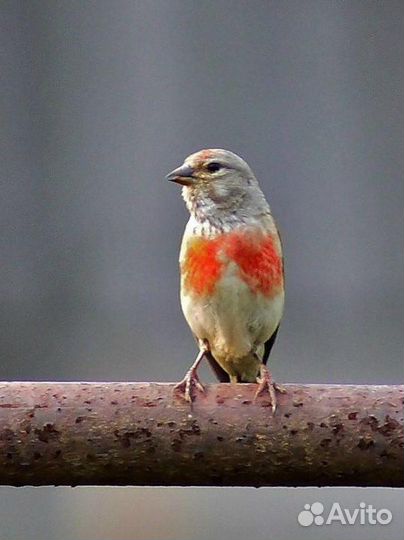Певчие птицы