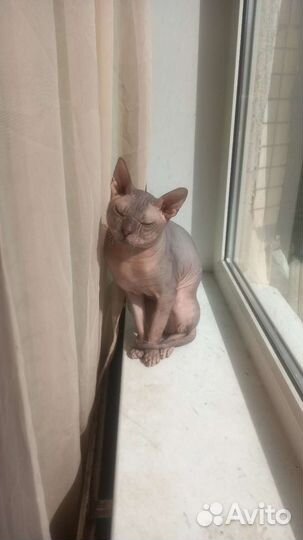 Донской сфинкс вязка