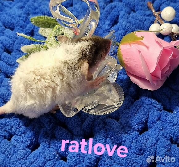 Крысята рекс дамбо от ratlove