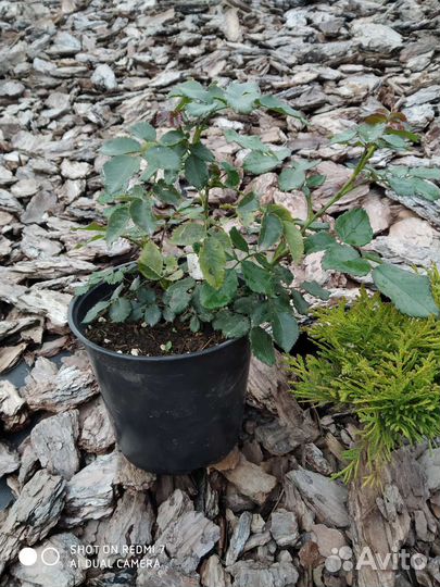 Саженцы Розы корнесобственная