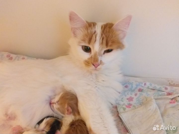 Бронируйте пушистиков