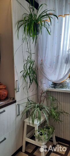 Хлорофитум 3 сорта