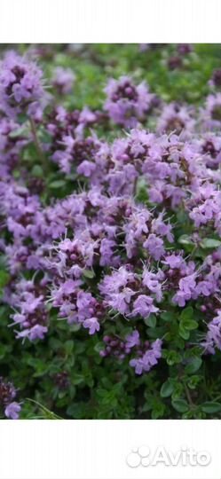 Чабрец (тимьян ползучий)