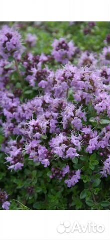 Чабрец (тимьян ползучий)