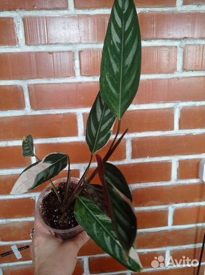 Ктенанта Лубберса и Оппенгейма вар., монстера