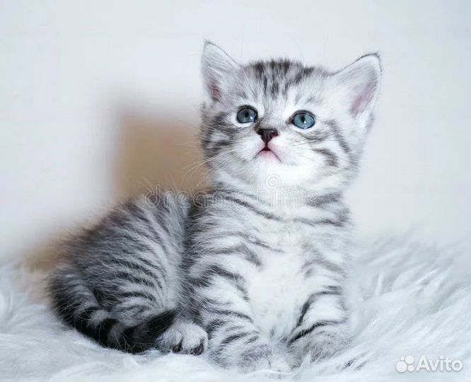 Шотландские котята