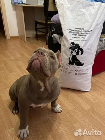 Сухой корм для собак
