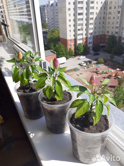 Перчик декоративный