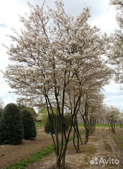 Ирга ламарка