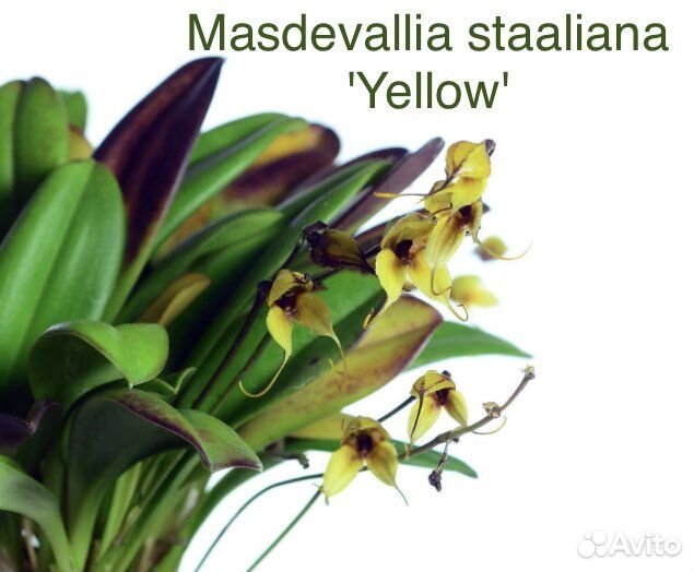 Орхидеи Masdevallia