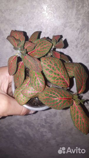 Пальма хамедорея,Фитонии