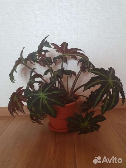 Бегония декоративно лиственная