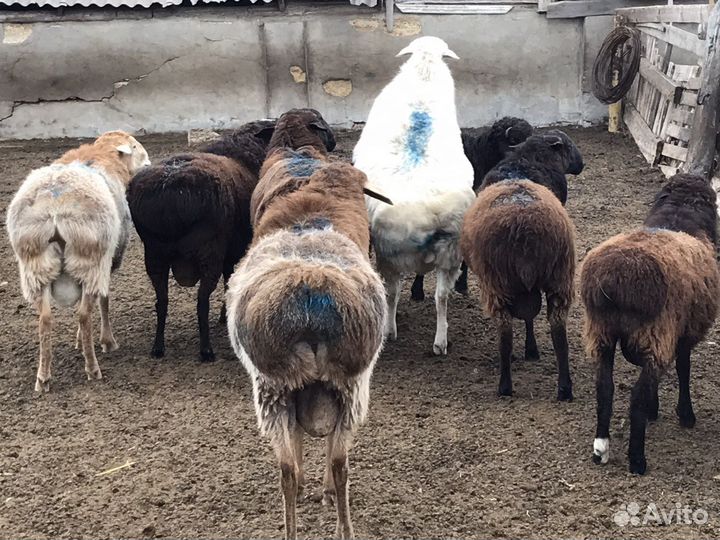 Бараны гиссарские