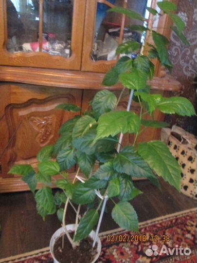 Дуболистный фикус-лирата