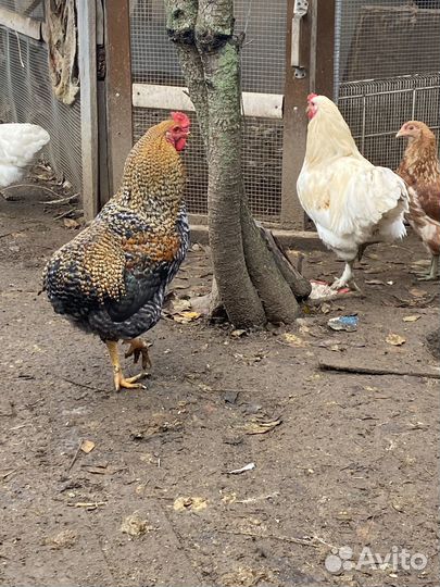 Инкубационное яйцо кур брама, фавероль