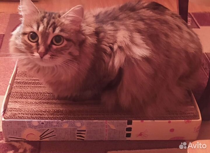 Когтеточка