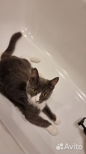 Кошка в дар бесплатно