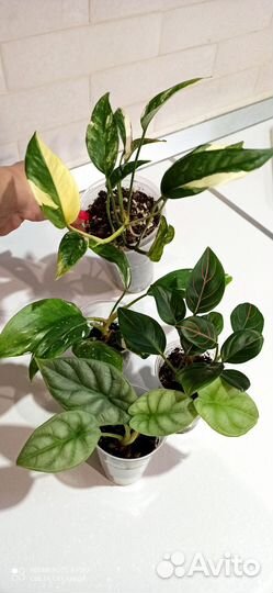 Набор комнатных растений