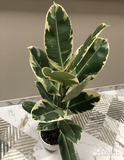 Фикус Эластика Тинеке