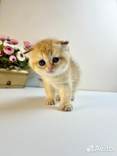 Шотландская вислоухая золотая шиншилла