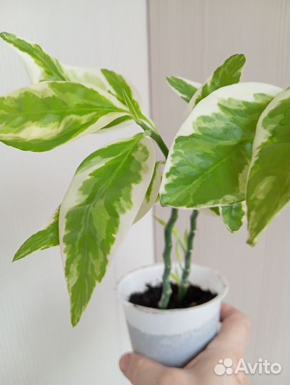 Диффенбахия