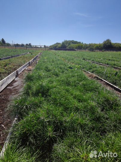 Саженцы сосны обыкновенной зкс опт