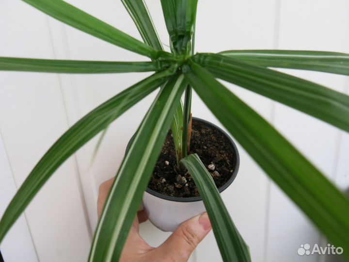 Цветы для дома