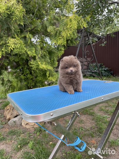 Лиловые девочки