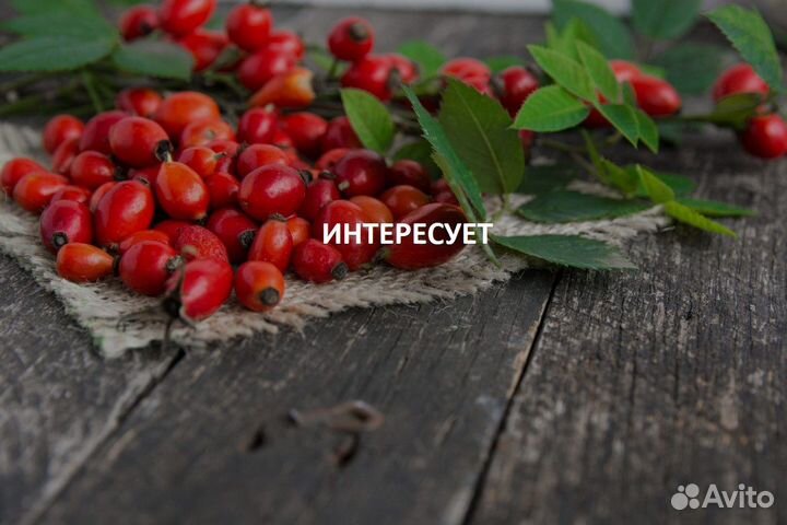 Шиповник лесной сушеный
