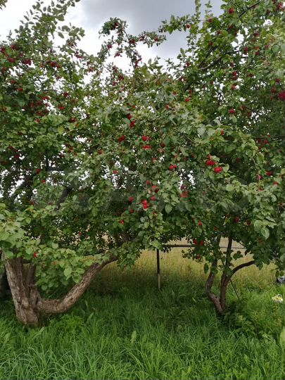 Дом 37 м² на участке 24 сот.