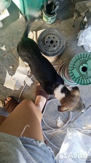 Продам щенка дворнажку