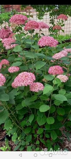 Гортензия пинк анабель